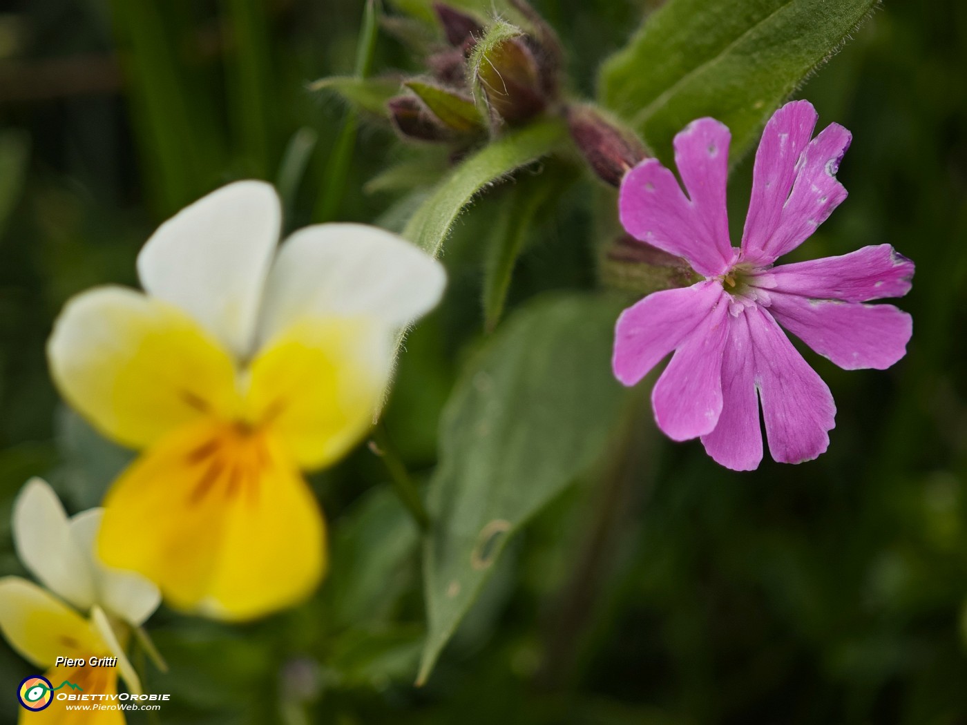 68 Viola biflora (Viola gialla)  con Silene dioica.jpg